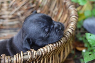 Les chiots de Staffordshire Bull Terrier