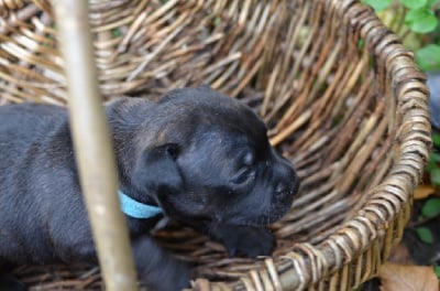 Les chiots de Staffordshire Bull Terrier