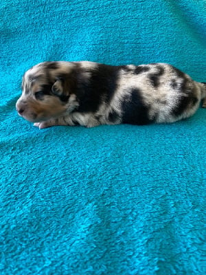 Les chiots de Berger Australien