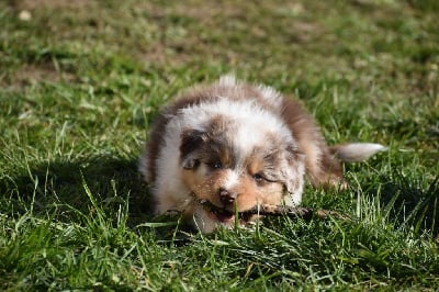 Les chiots de Berger Australien