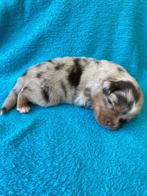 Les chiots de Berger Australien