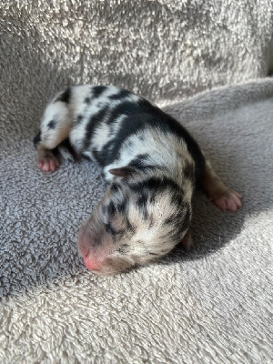 Les chiots de Berger Australien