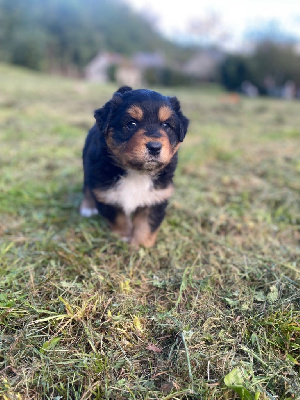 Les chiots de Berger Australien