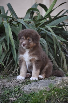 Les chiots de Berger Australien