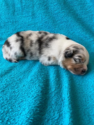 Les chiots de Berger Australien