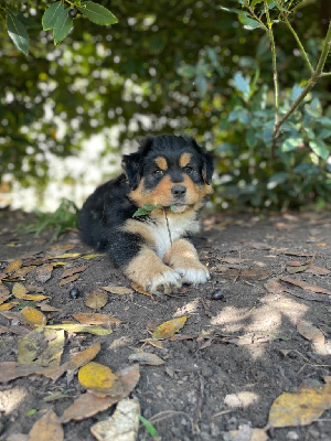 Les chiots de Berger Australien