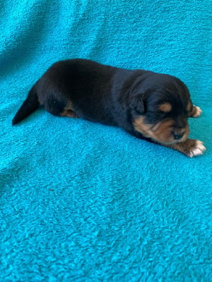 Les chiots de Berger Australien