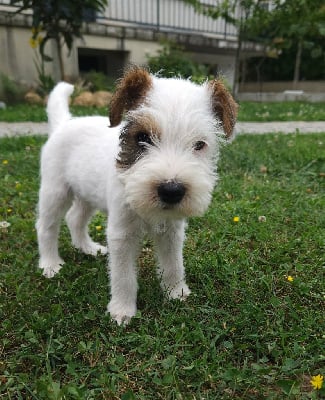 Les chiots de Parson Russell Terrier