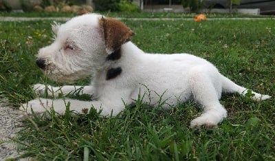 Les chiots de Parson Russell Terrier