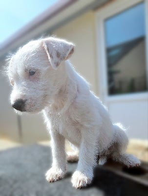 Les chiots de Parson Russell Terrier