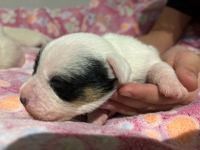 Les chiots de Parson Russell Terrier