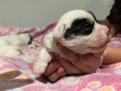 Les chiots de Parson Russell Terrier