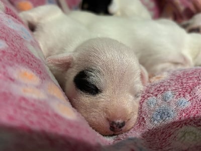 Les chiots de Parson Russell Terrier