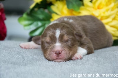 Les chiots de Berger Australien