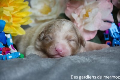 Femelle rouge merle - Berger Australien