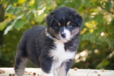 Les chiots de Berger Australien