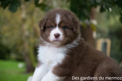 Les chiots de Berger Australien