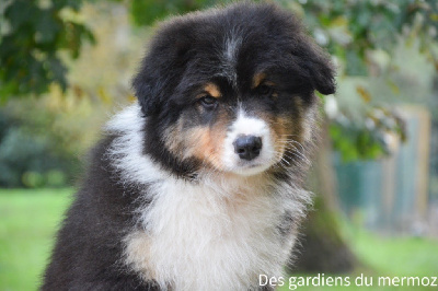 Les chiots de Berger Australien