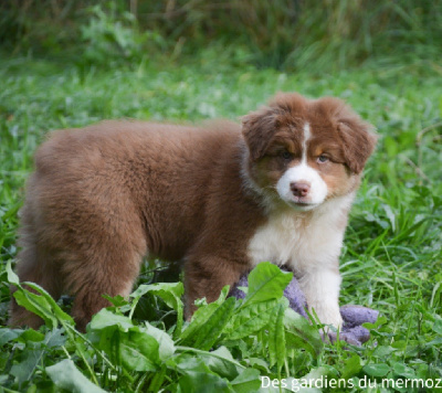 Les chiots de Berger Australien