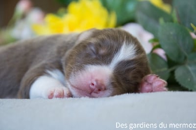 Les chiots de Berger Australien