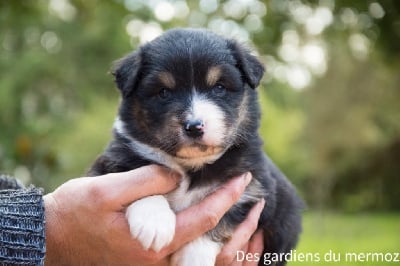 Les chiots de Berger Australien