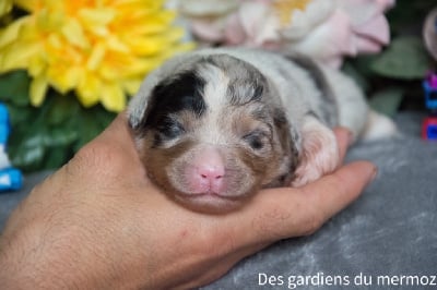 Les chiots de Berger Australien