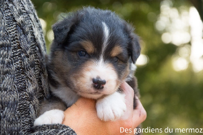 Les chiots de Berger Australien