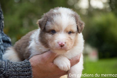 Les chiots de Berger Australien