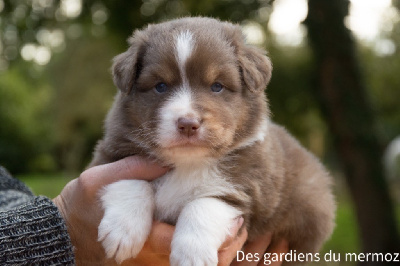 Les chiots de Berger Australien