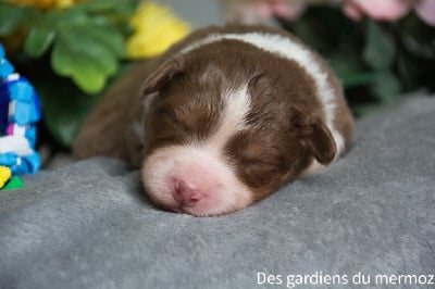 Les chiots de Berger Australien