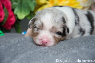 Les chiots de Berger Australien