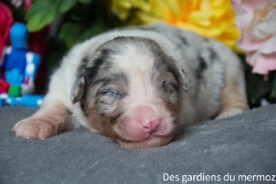 Les chiots de Berger Australien