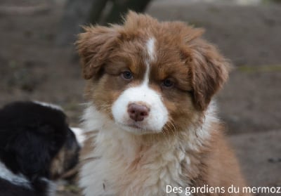 Les chiots de Berger Australien