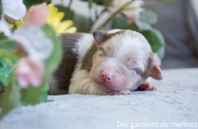 Les chiots de Berger Australien