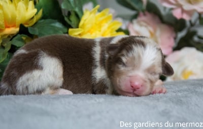 Femelle rouge merle queue longue - Berger Australien