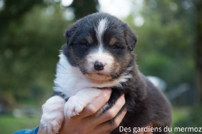 Les chiots de Berger Australien