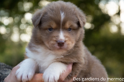 Les chiots de Berger Australien