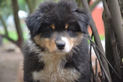 Les chiots de Berger Australien