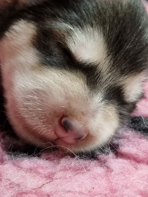 Les chiots de Alaskan Malamute