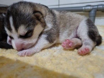 CHIOT - Alaskan Malamute