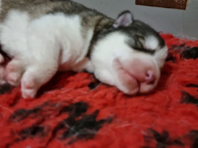 Les chiots de Alaskan Malamute