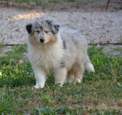 Les chiots de Colley à poil long