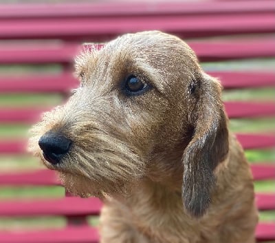 Les chiots de Teckel poil dur