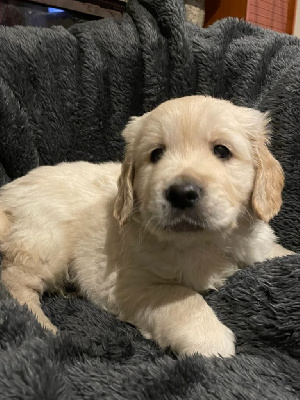 Les chiots de Golden Retriever