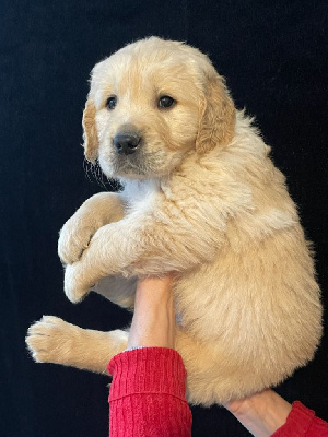 Les chiots de Golden Retriever