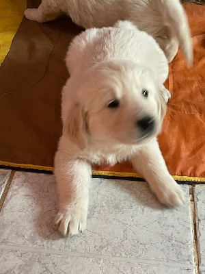 Les chiots de Golden Retriever