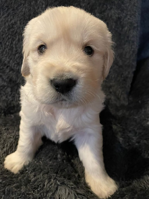 Les chiots de Golden Retriever