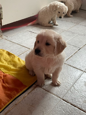 Les chiots de Golden Retriever