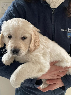 Les chiots de Golden Retriever