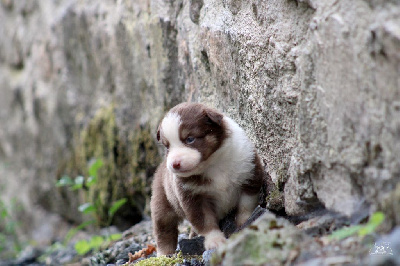 Les chiots de Berger Américain Miniature 